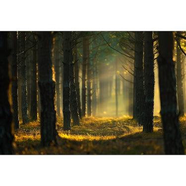 Pine Tree Landscape Canvas